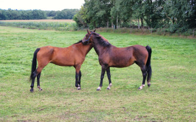Dimanche 2 février 2020 – Stage – d’éthologie avec Didier Viricel